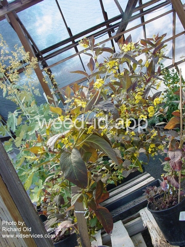 loosestrife, fringed